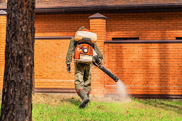 Trusted Ant Control service in Roxborough Park, CO - Nex Pest Control